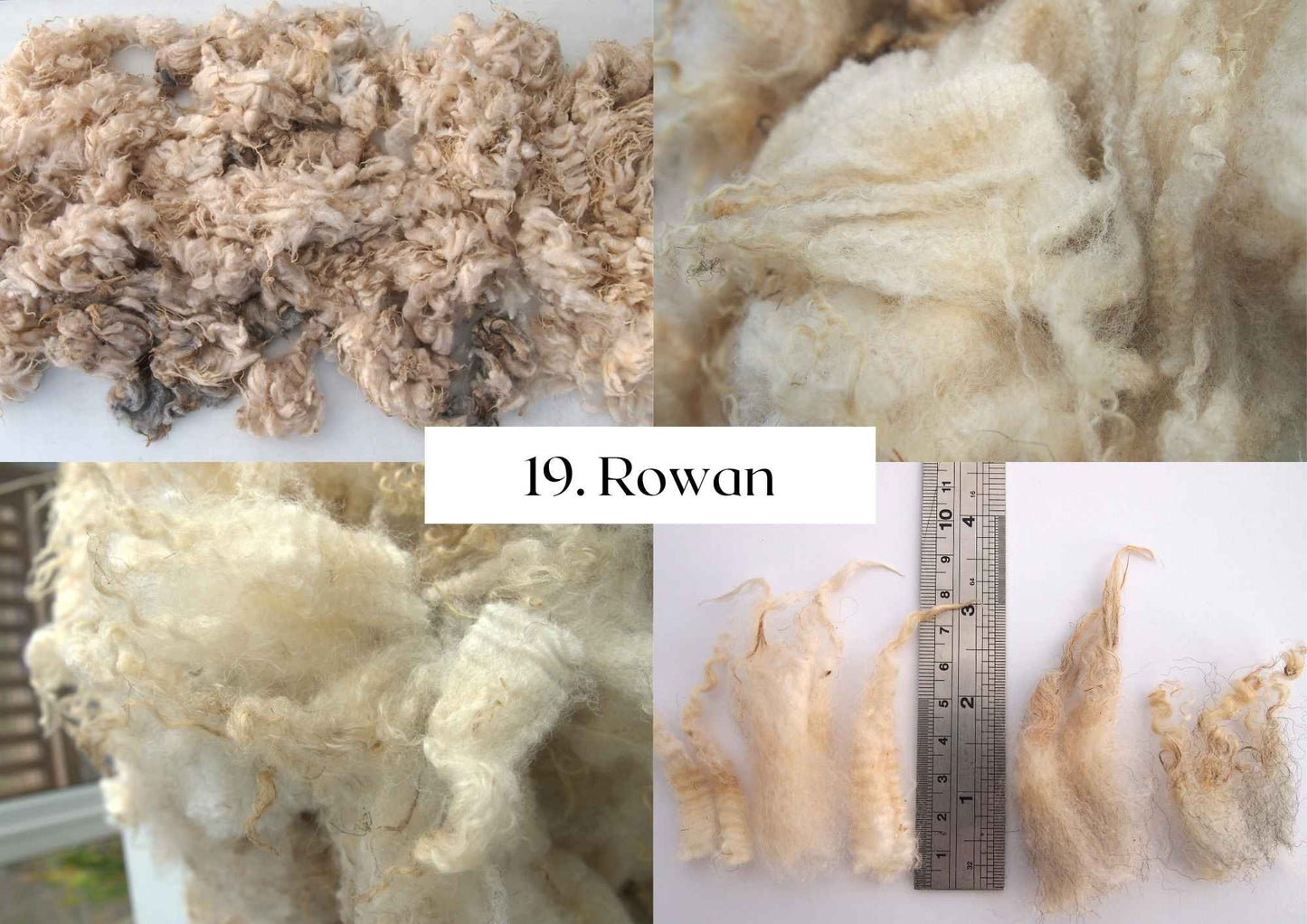 Raw Shetland x Icelandic Lambwool, Devon