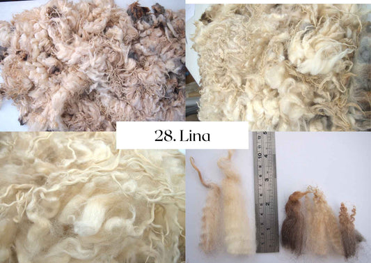 Raw Shetland x Icelandic Lambwool, Devon