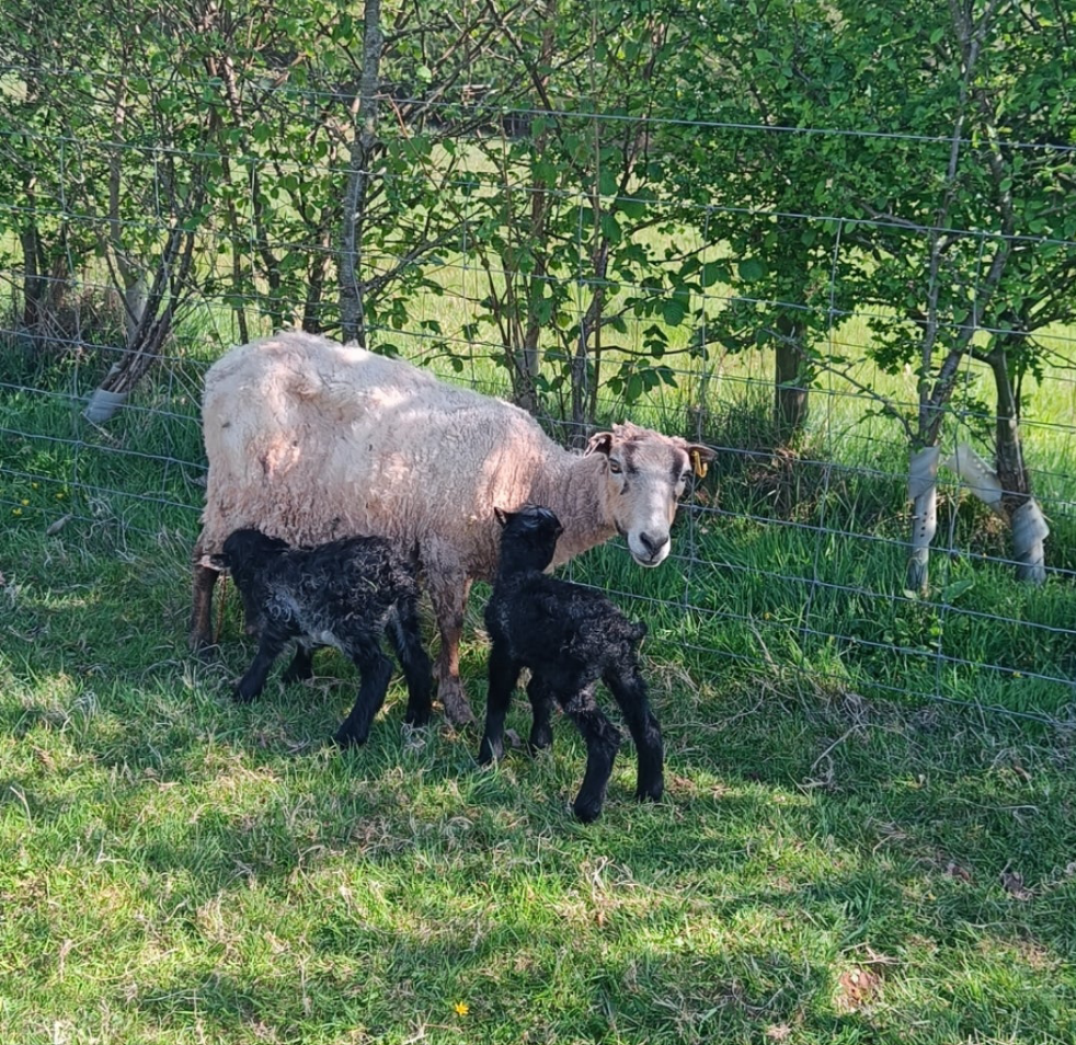 Icelandic x Shetland Lambswool - Sliver