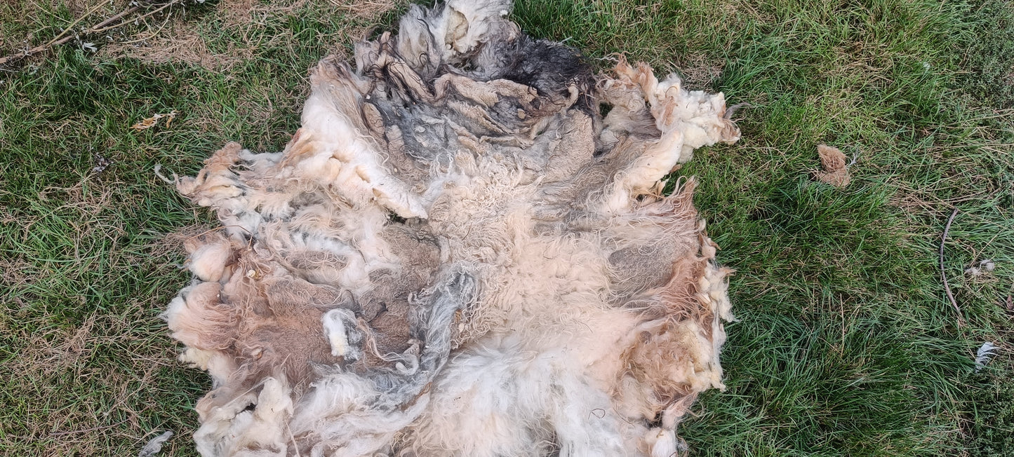Polly. Semi felted Icelandic fleece