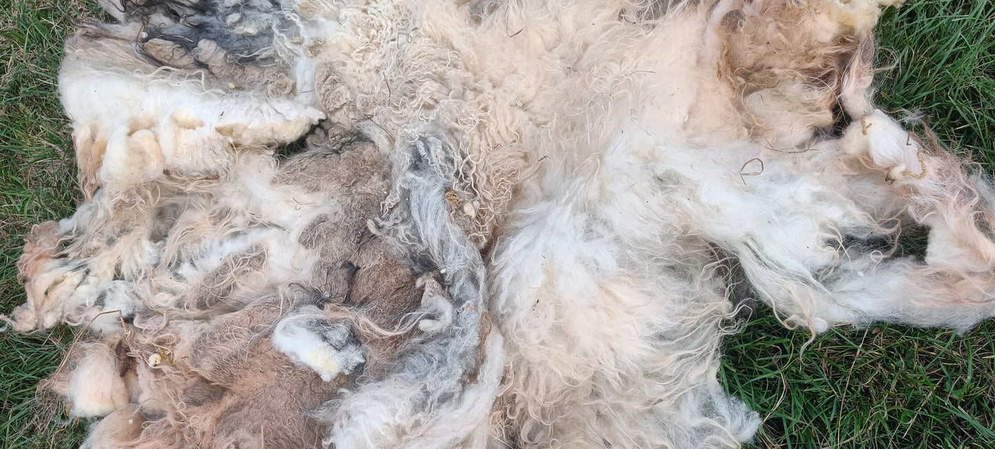 Polly. Semi felted Icelandic fleece