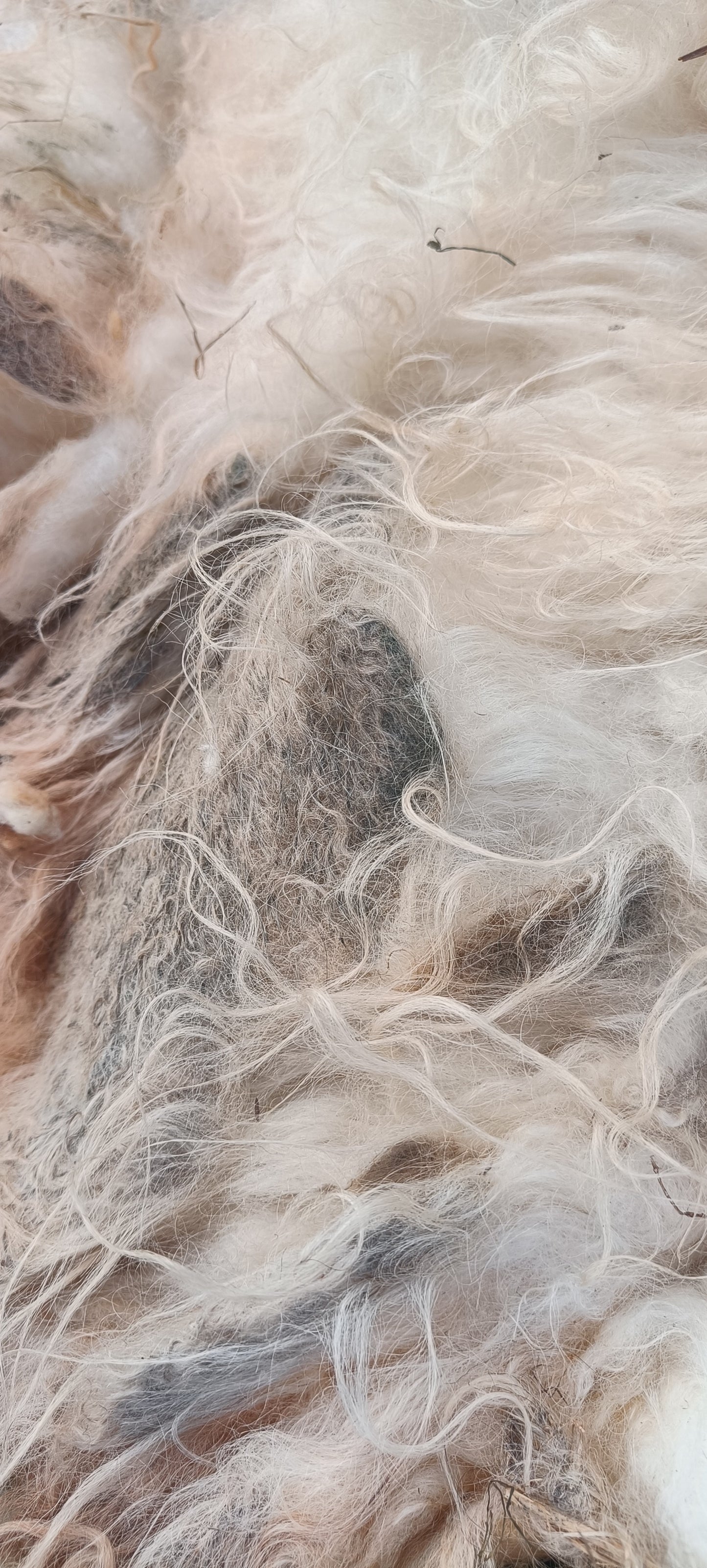Polly. Semi felted Icelandic fleece
