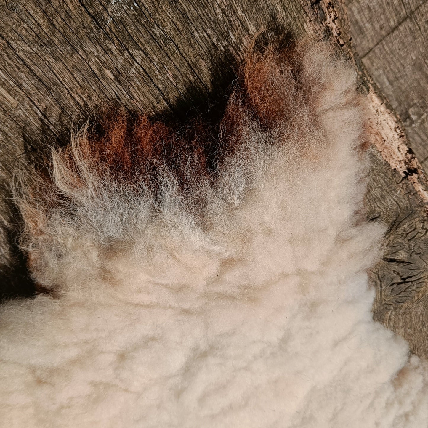 A close-up of fluffy off-white sheekspin rug against a rustic weathered wood background.