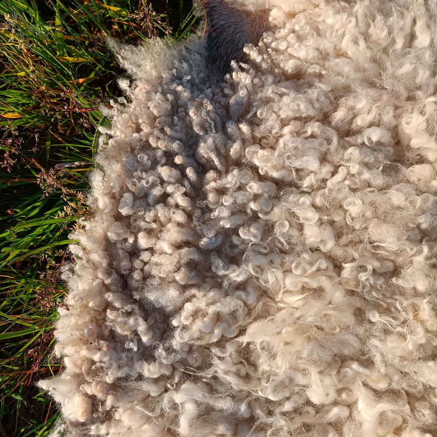 Large Icelandic Cross Sheepskin Rug