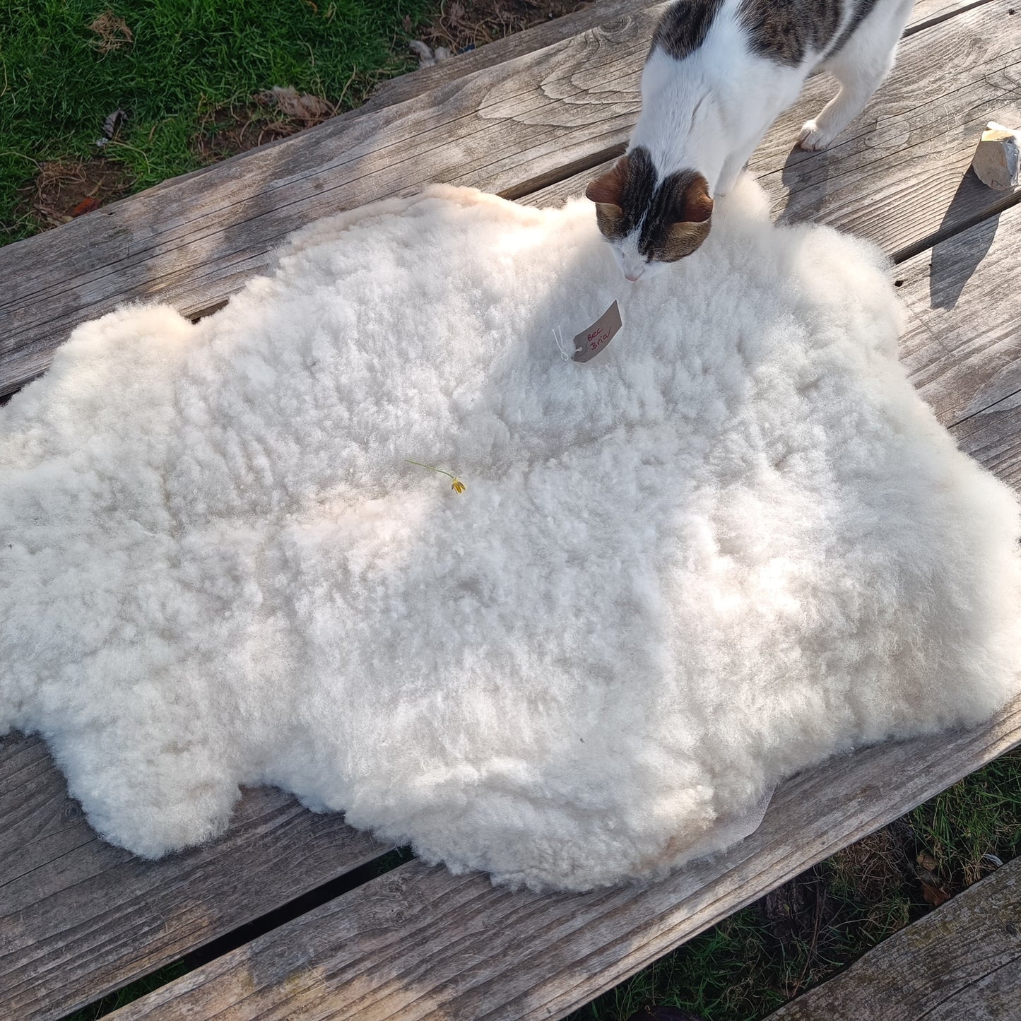 Celandine. Shetland Sheepskin Rug