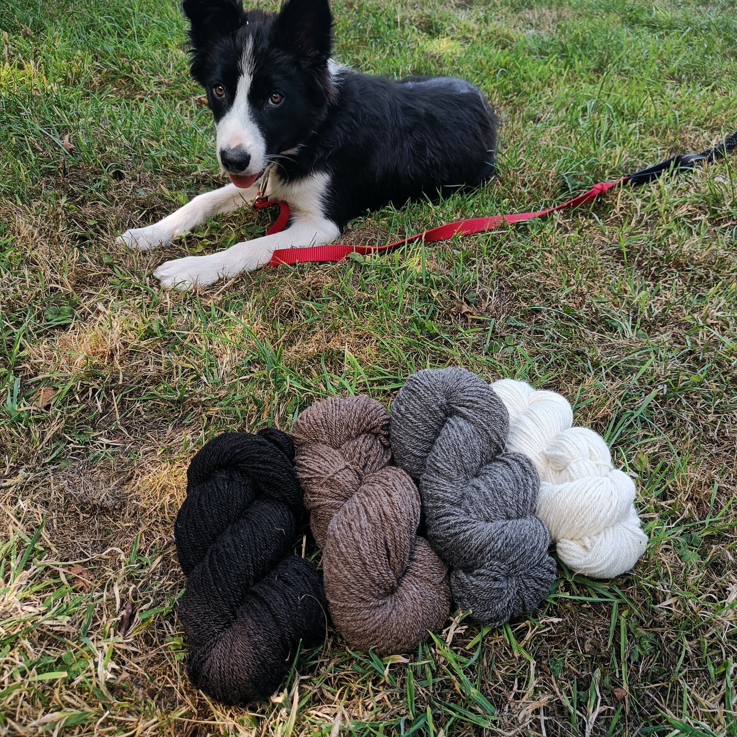 Shetland Ryeland Cross Wool Yarn, Forest of Dean