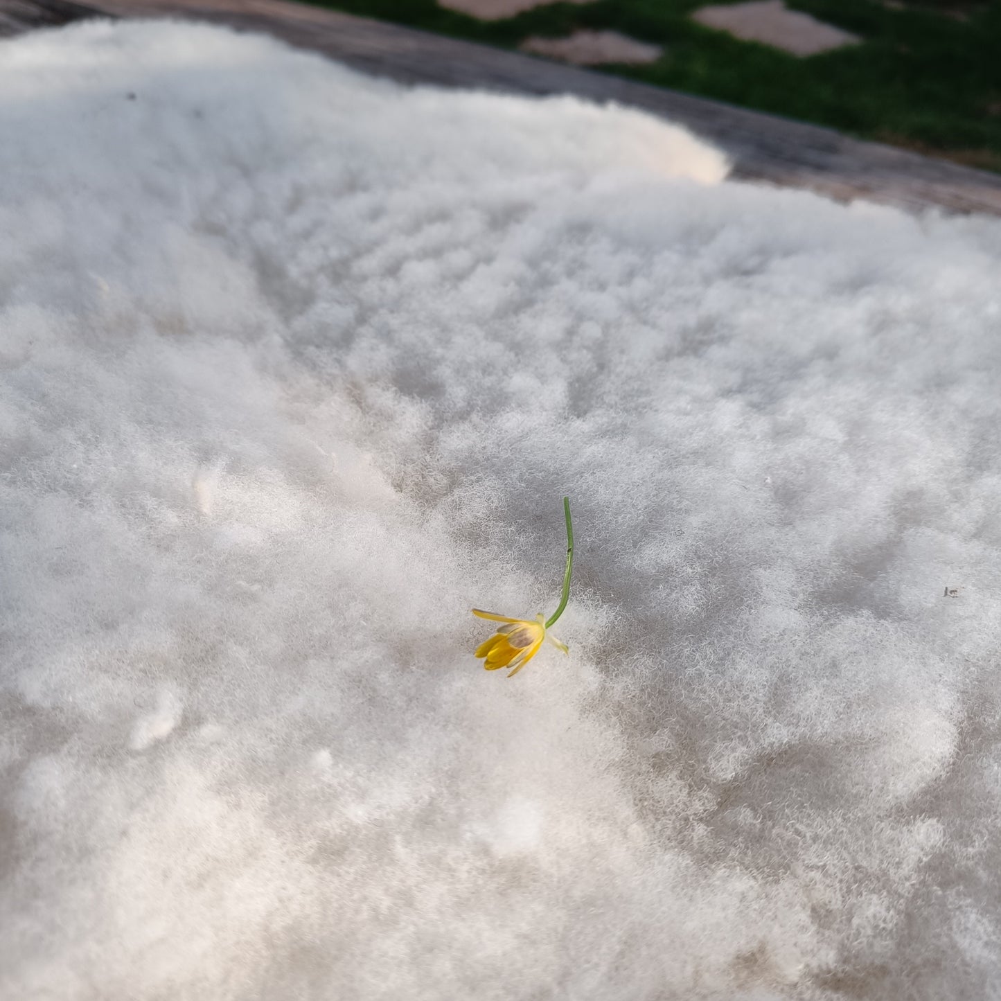 Celandine. Shetland Sheepskin Rug