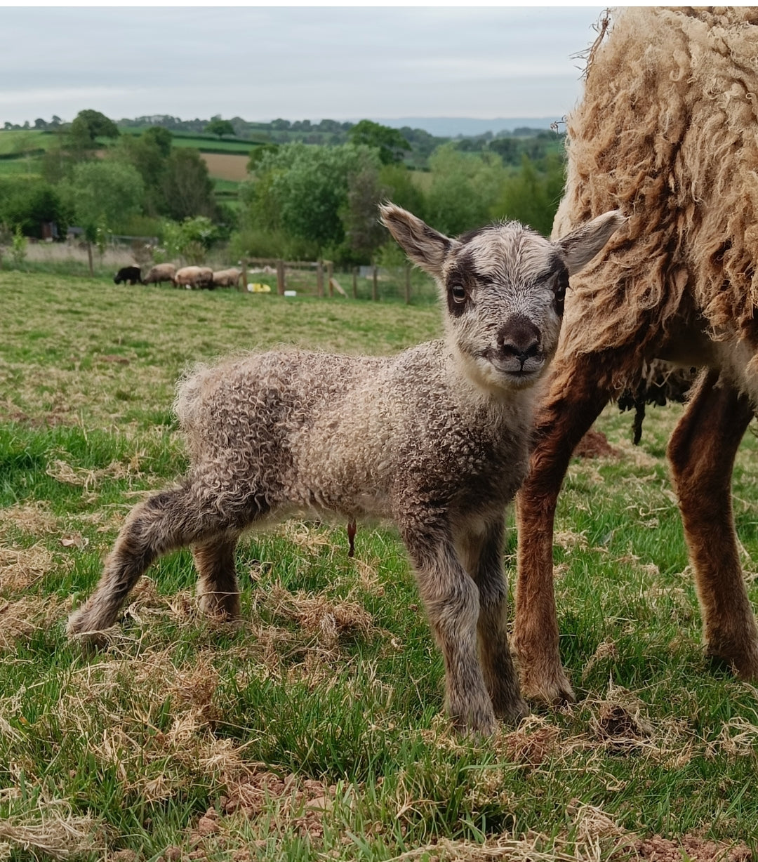 Shetland Icelandic Cross Lambs Wool - Light Oatmeal Sliver.