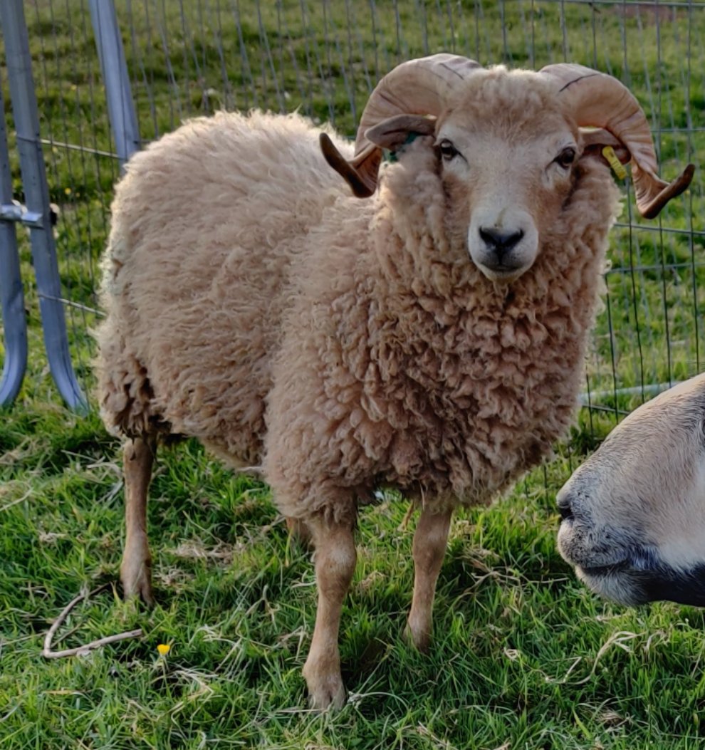 Portland Wool Yarn