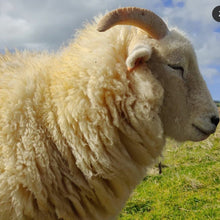 Load image into Gallery viewer, Exmoor Horn ewe
