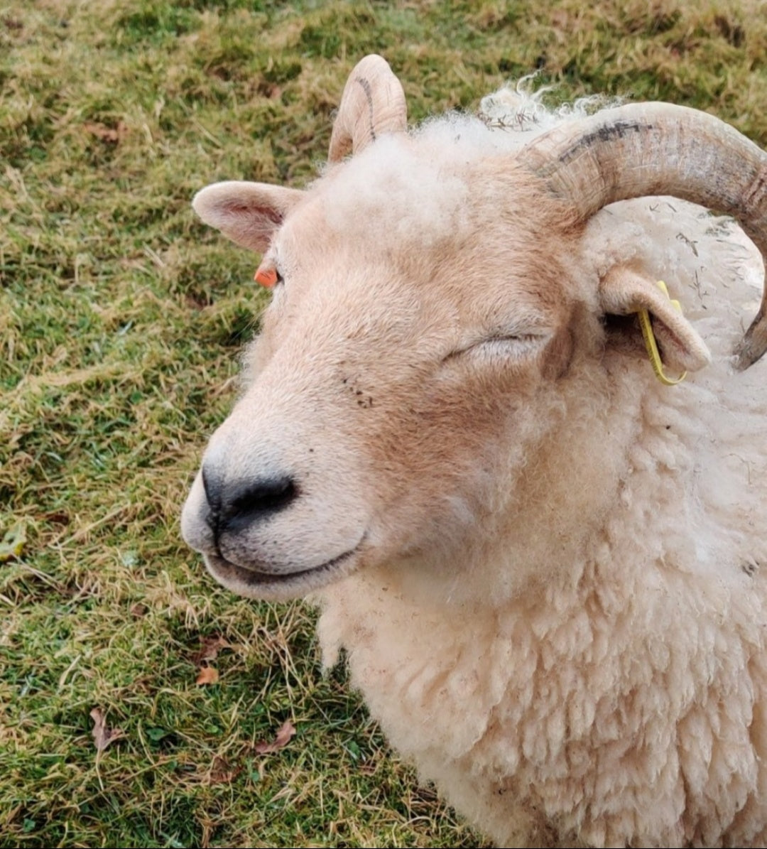Portland Wool Yarn