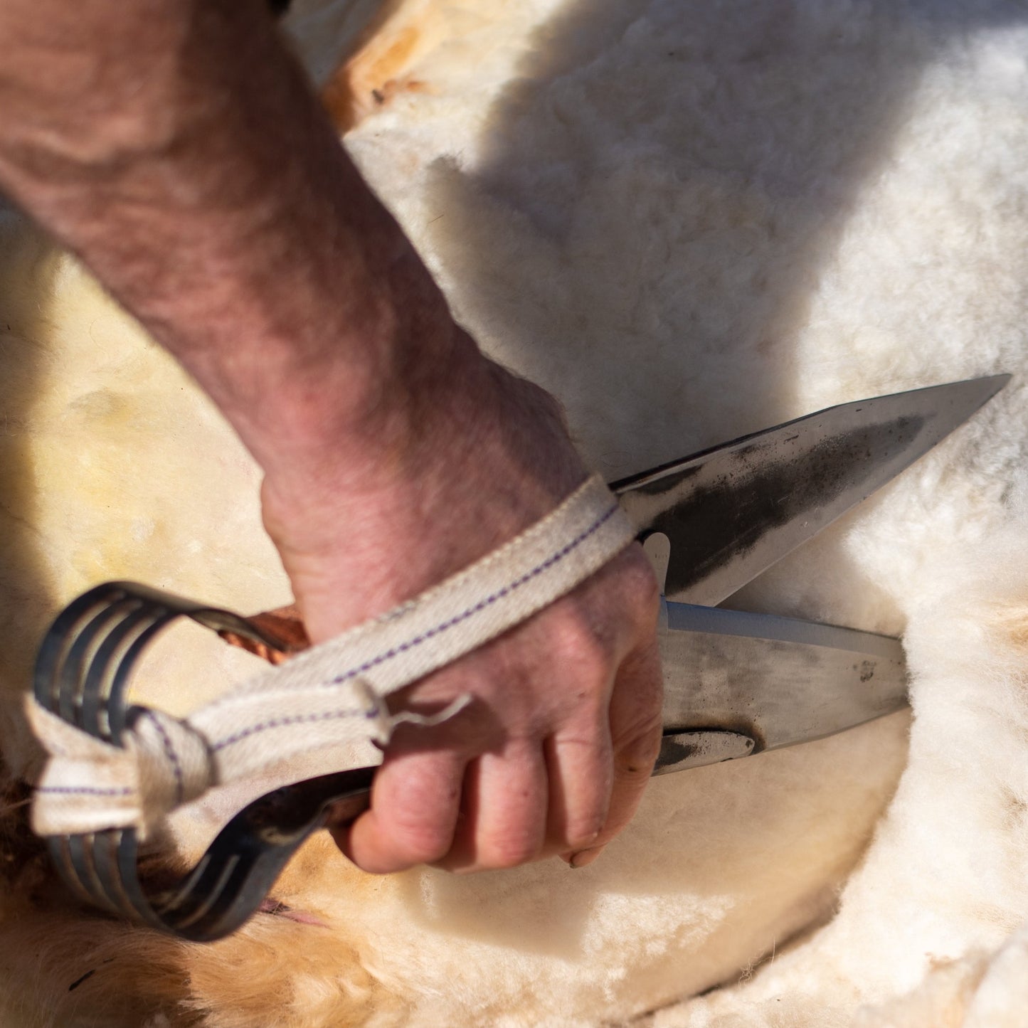 Image shows hand shears in use on a white fleeced ewe