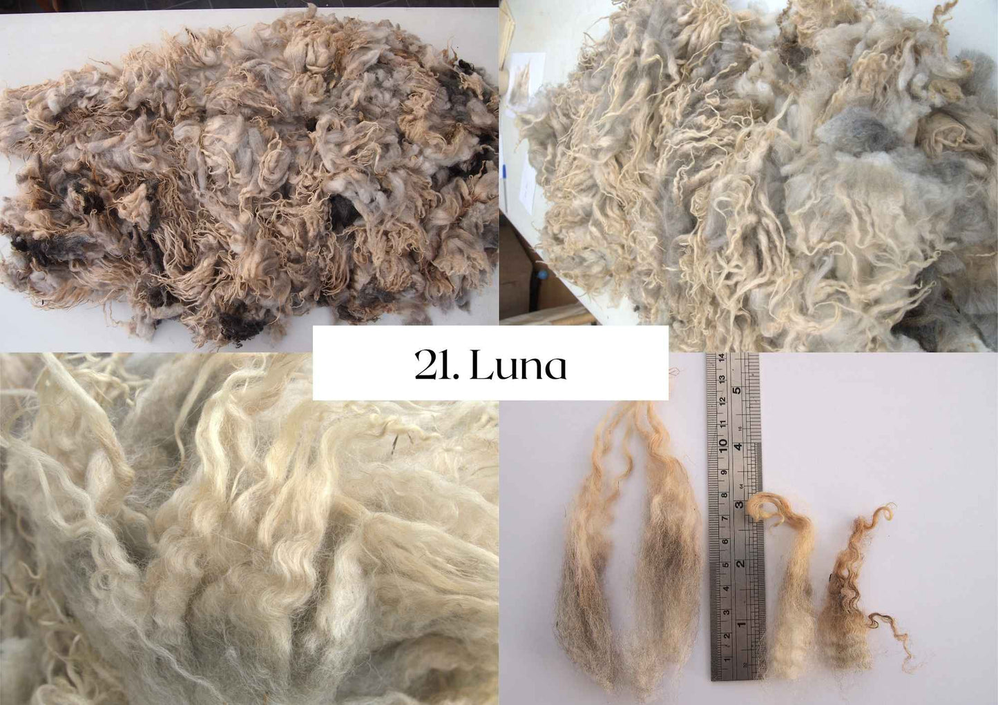 Raw Shetland x Icelandic Lambwool, Devon