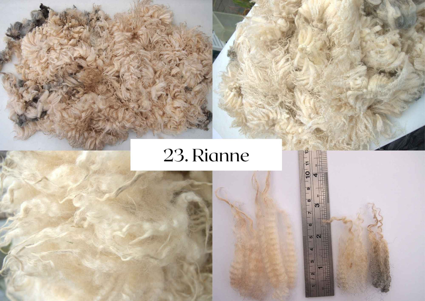 Raw Shetland x Icelandic Lambwool, Devon