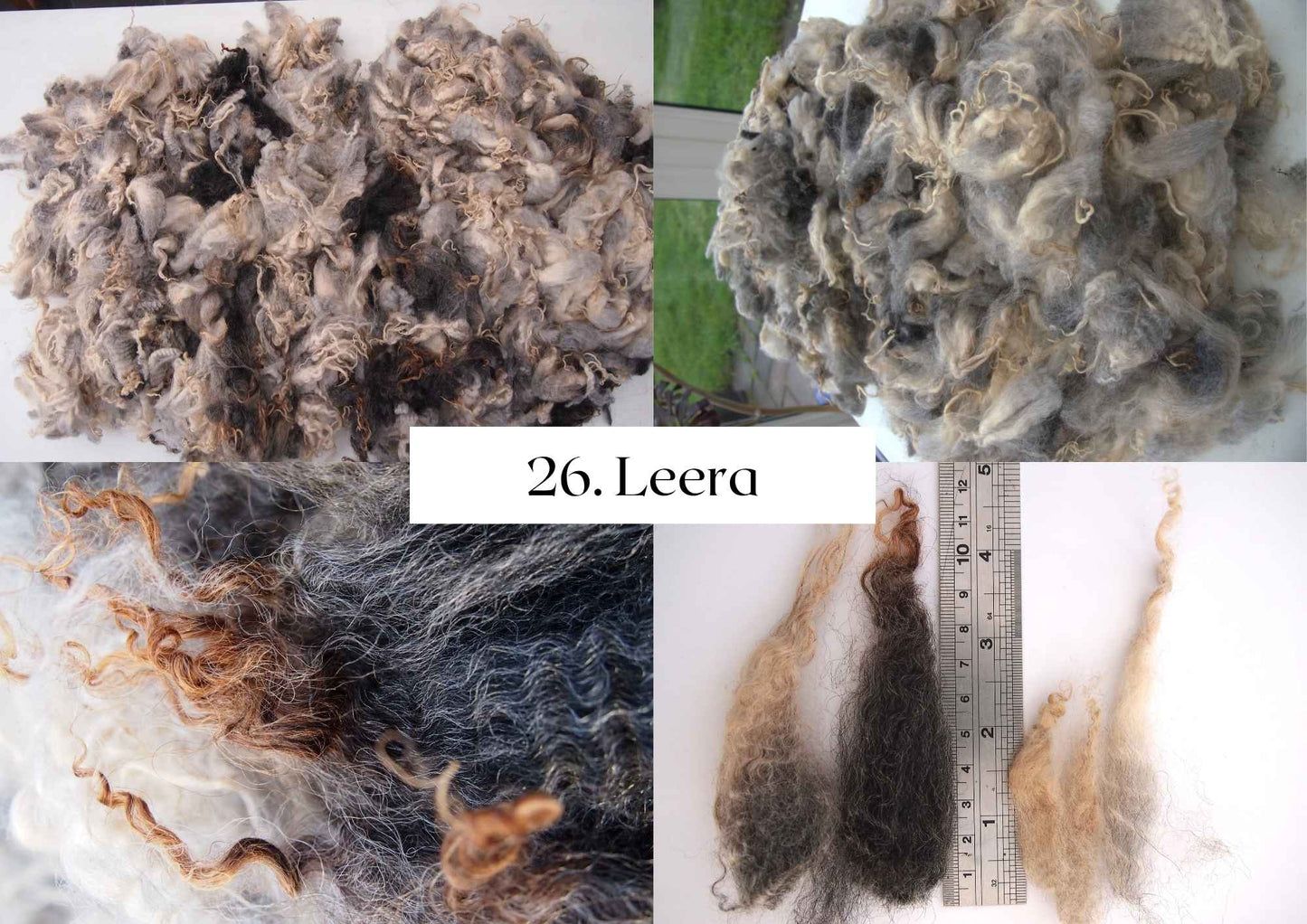 Raw Shetland x Icelandic Lambwool, Devon