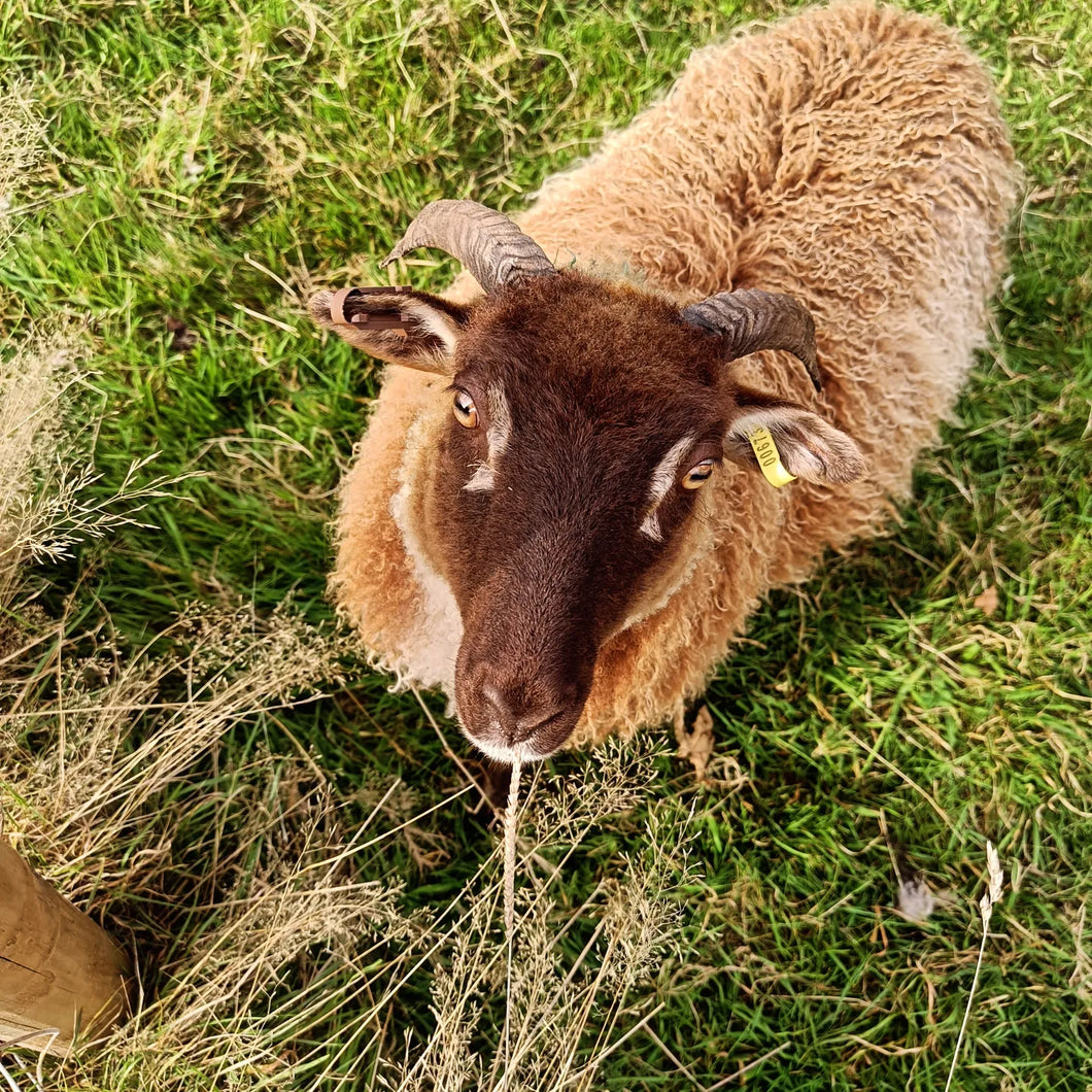 Icelandic Lopi Yarn