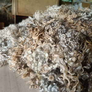 Washed Leicester Longwool locks