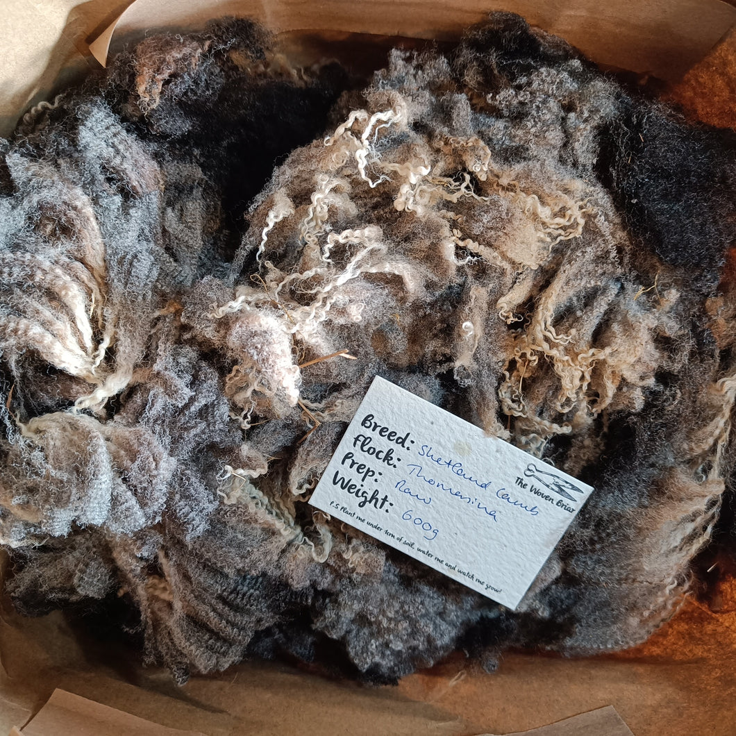 Raw pure Shetland lamb's fleece