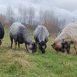 Shetland Wool - Sliver