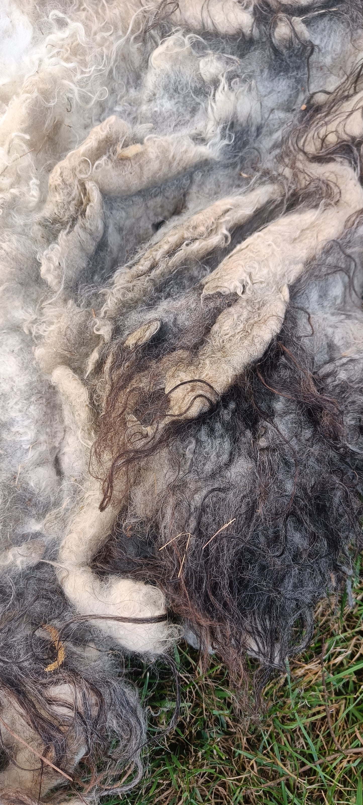 Polly. Semi felted Icelandic fleece