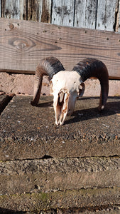 High welfare Icelandic Shetland ram skull