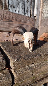 High welfare Icelandic Shetland ram skull