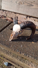 Load image into Gallery viewer, High welfare Icelandic Shetland ram skull
