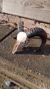 High welfare Icelandic Shetland ram skull