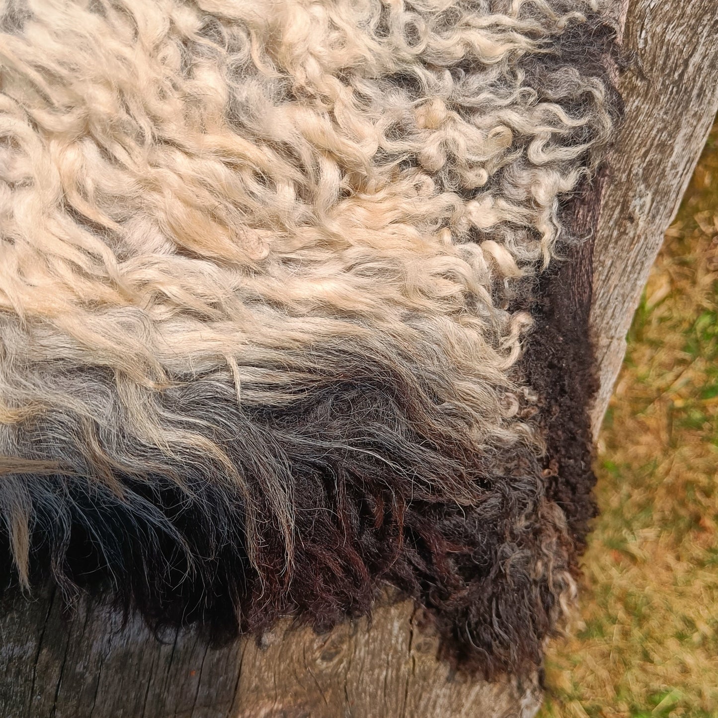 A close-up of curly sheepskin wool in mixed cream, gray, black, and dark brown tones, draped over a weathered wooden surface with grass visible in the background.