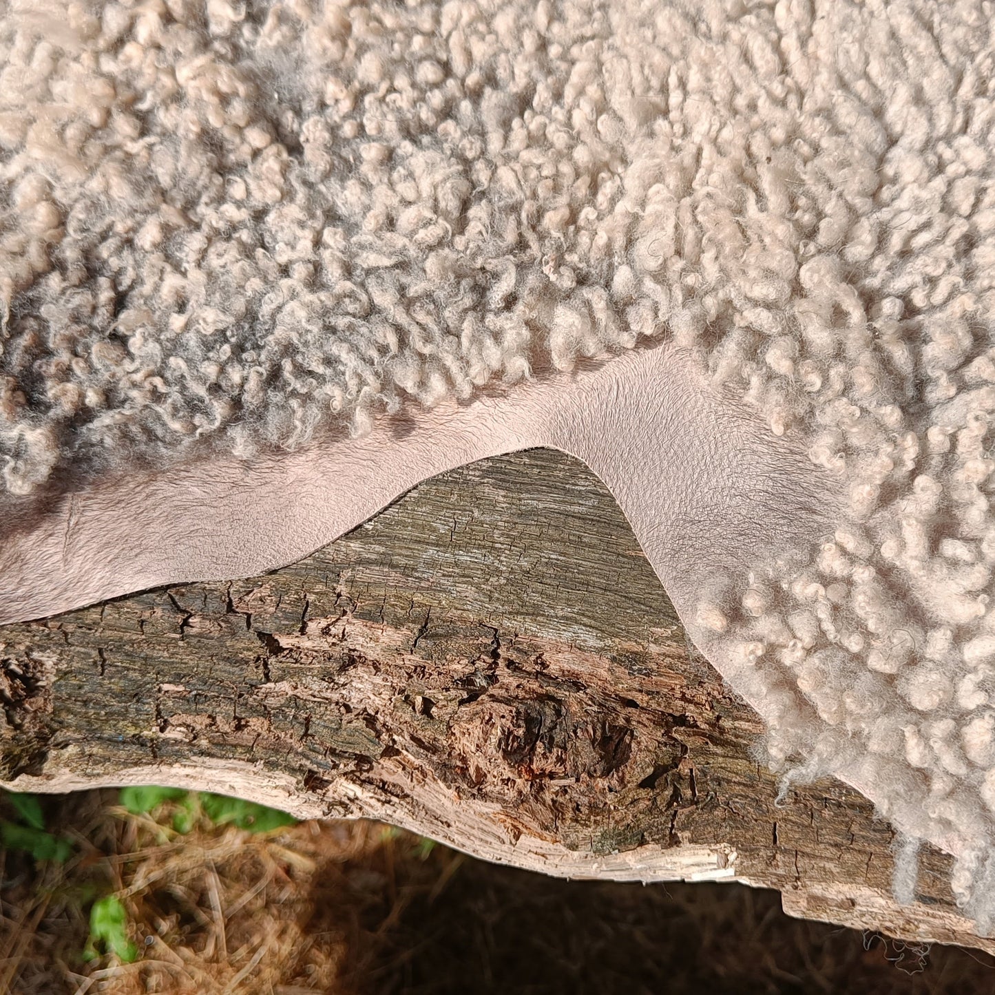 A close-up of a textured off-white sheepskin or wool pelt draped over a weathered tree trunk outdoors.