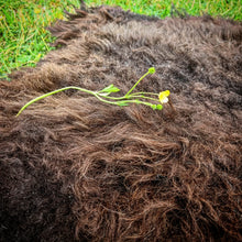 Load image into Gallery viewer, Black Shetland x Icelandic Sheepskin Rug
