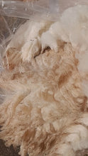 Load and play video in Gallery viewer, Elder. Raw Portland ram&#39;s fleece
