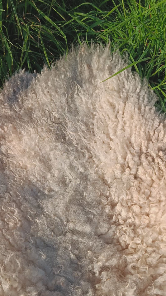 Large Icelandic Cross Sheepskin Rug
