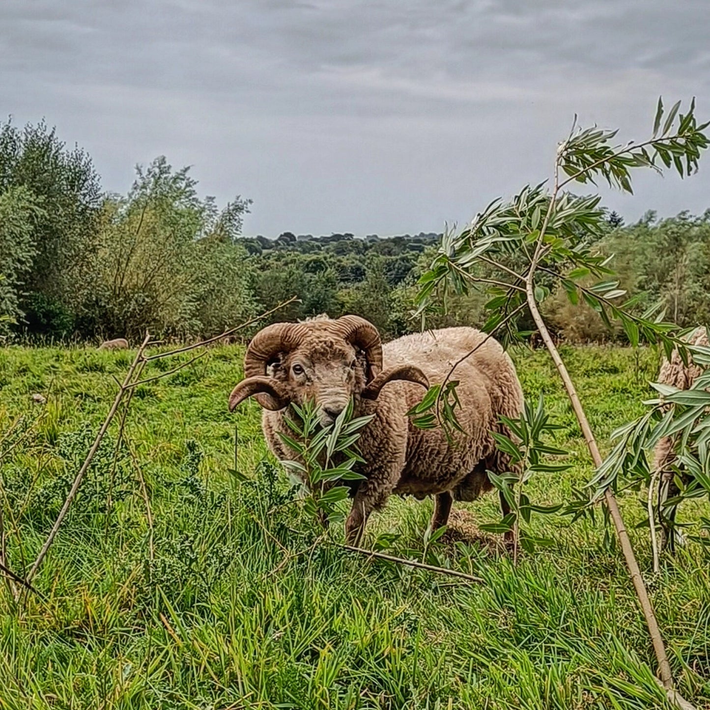 Elder. Raw Portland ram's fleece