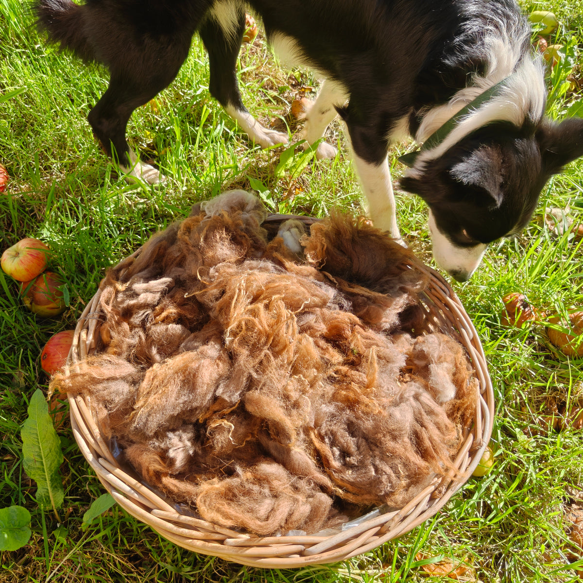 Raw Lambswool