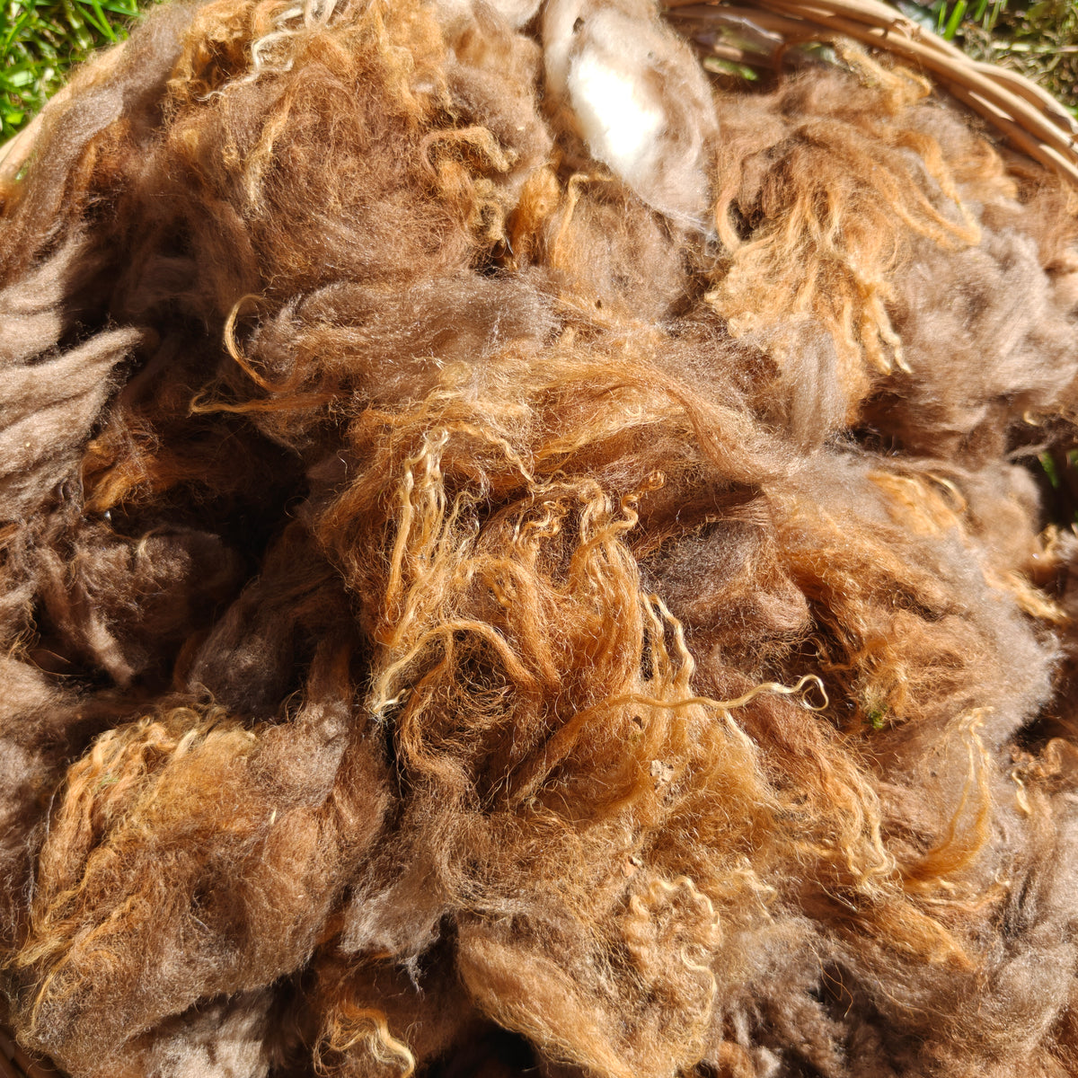 Raw Lambswool