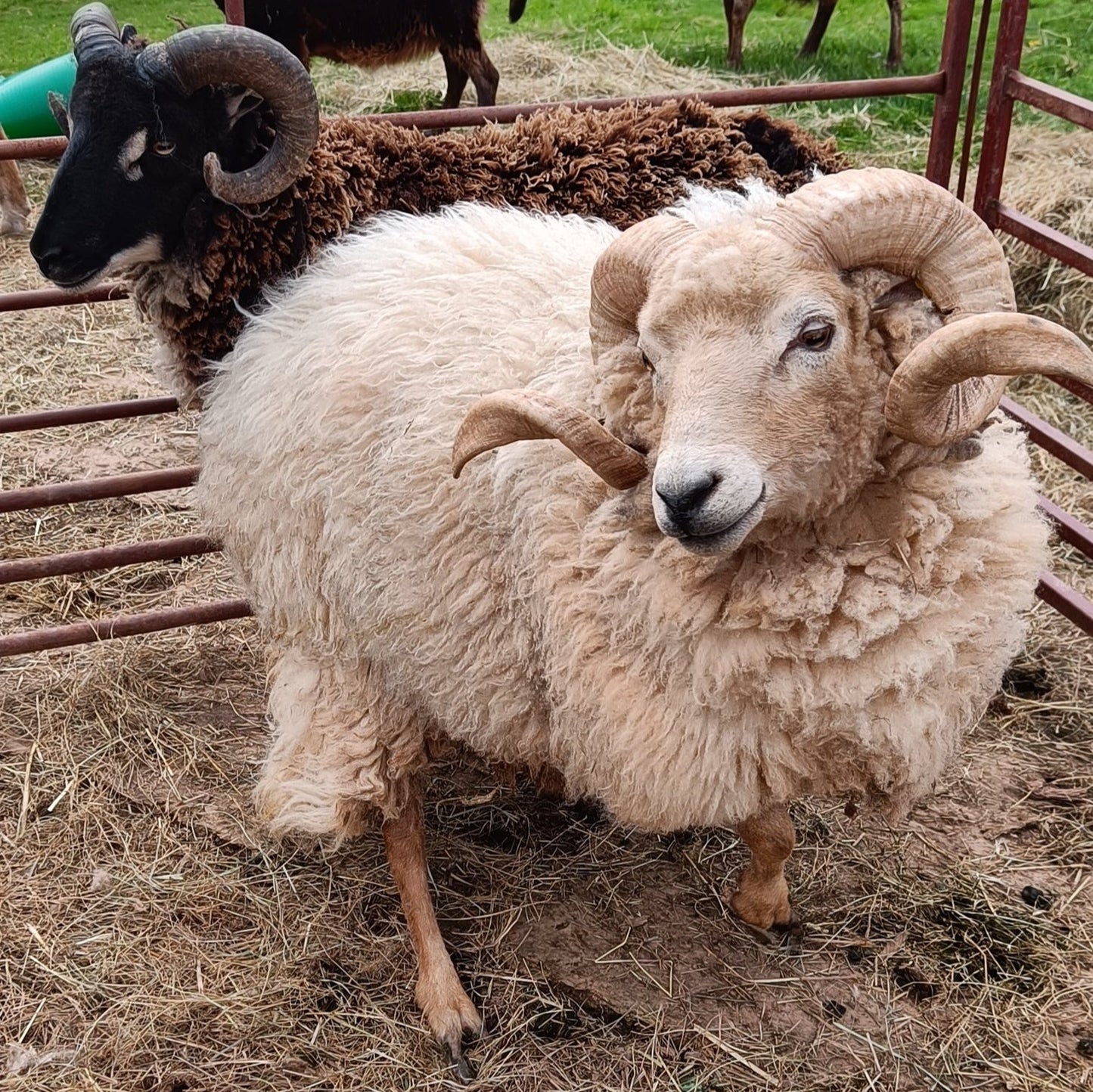 Elder. Raw Portland ram's fleece