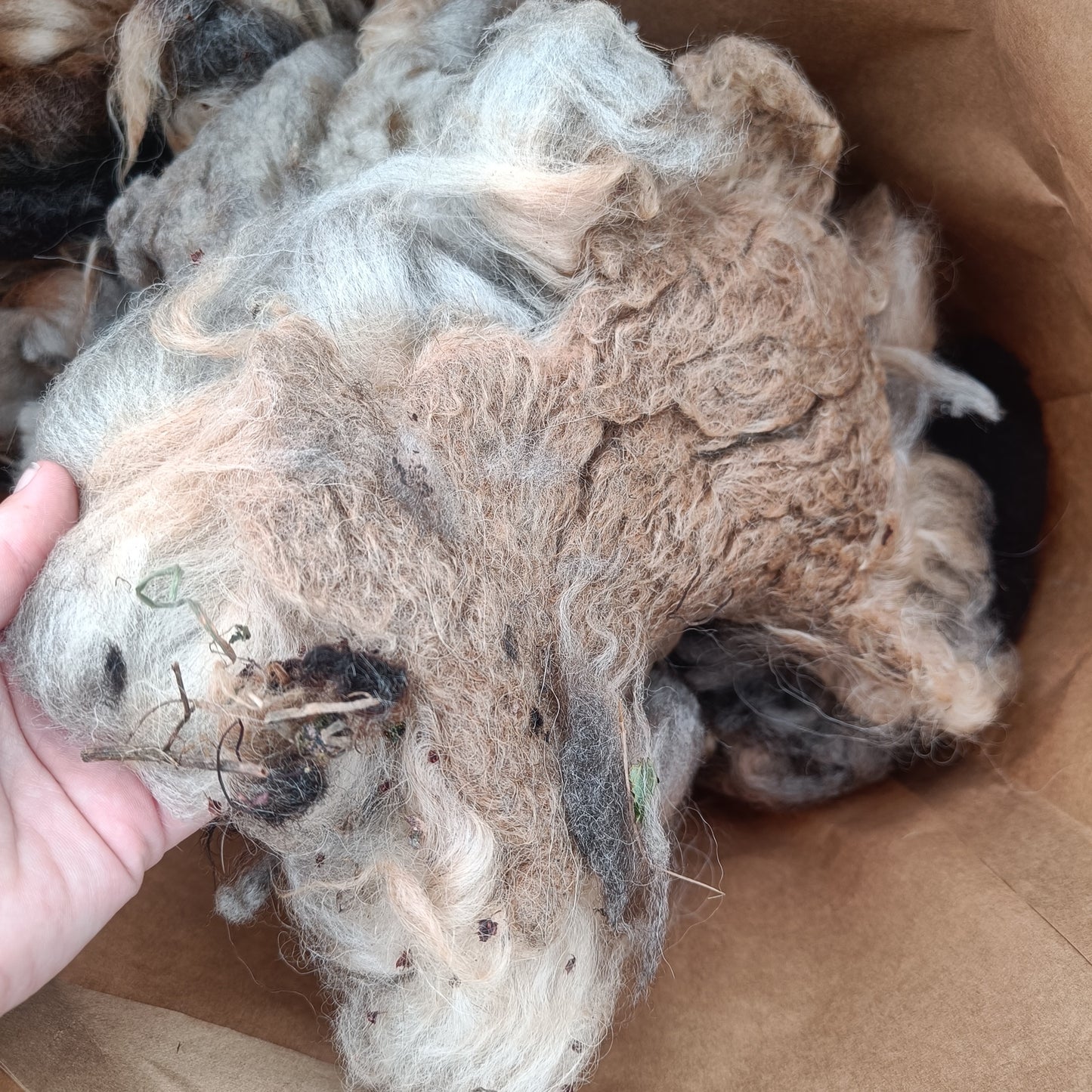 Pure Icelandic fleece from Black Kat
