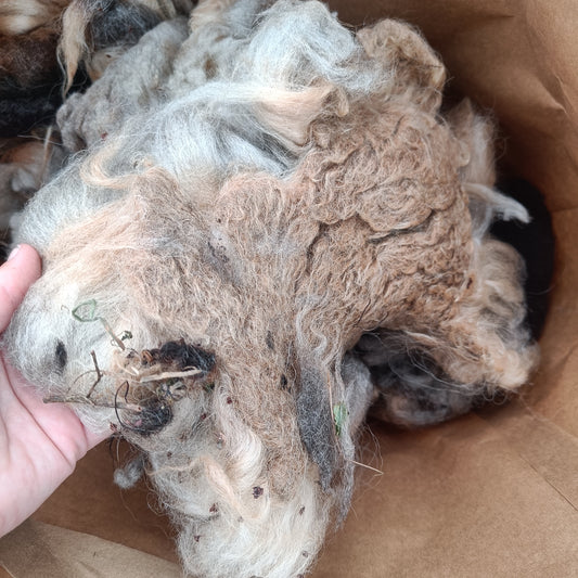 Pure Icelandic fleece from Black Kat