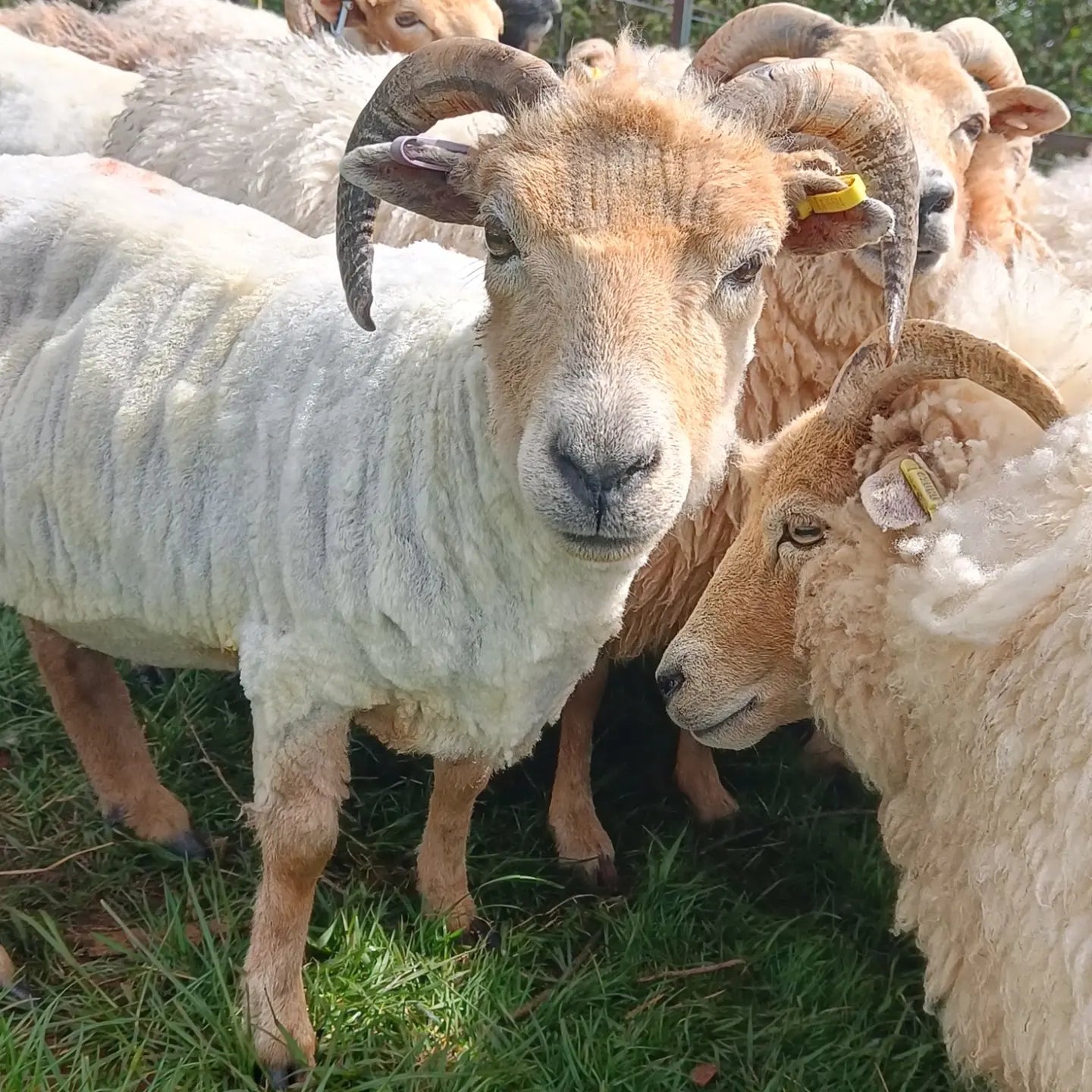 Elder. Raw Portland ram's fleece