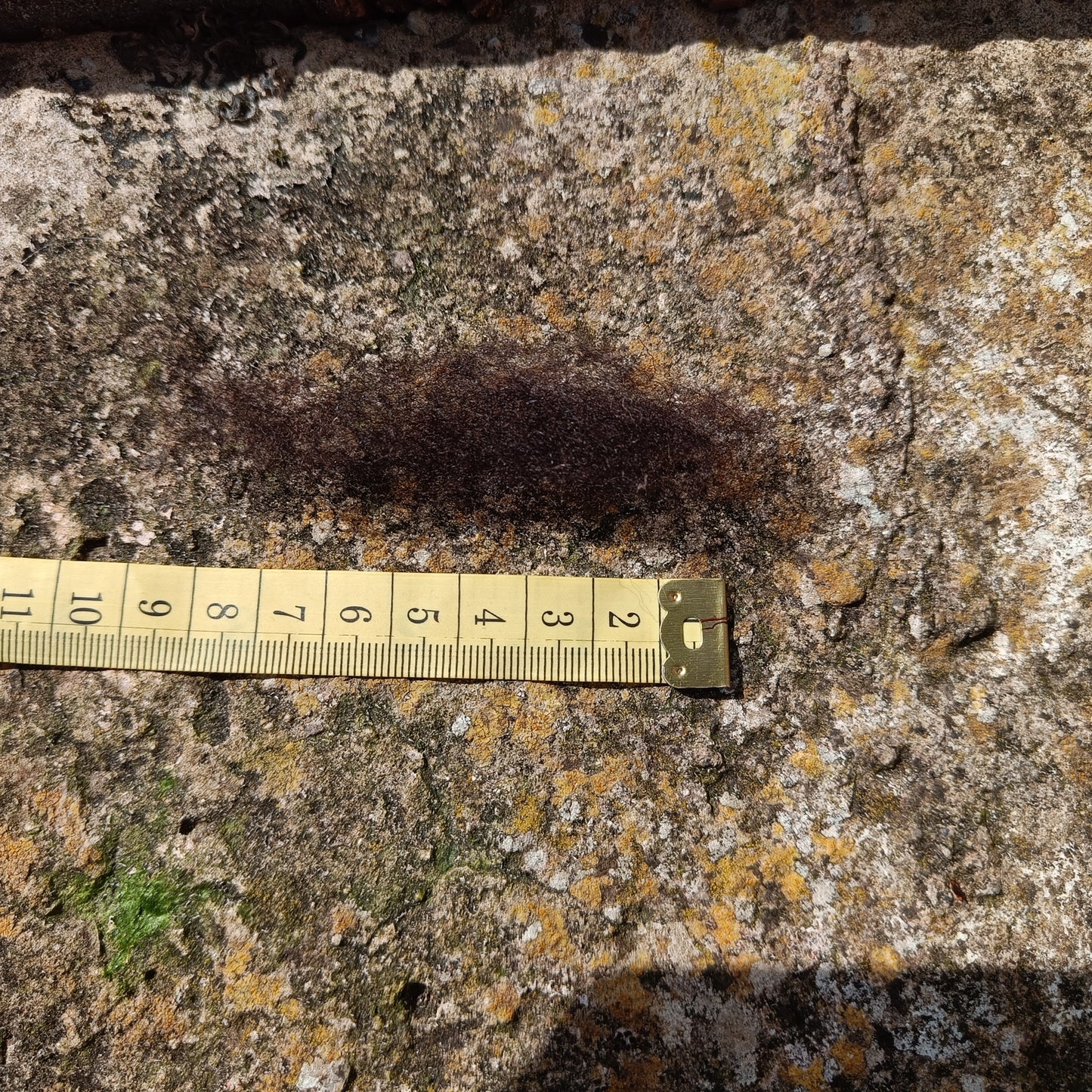 Black Welsh Mountain