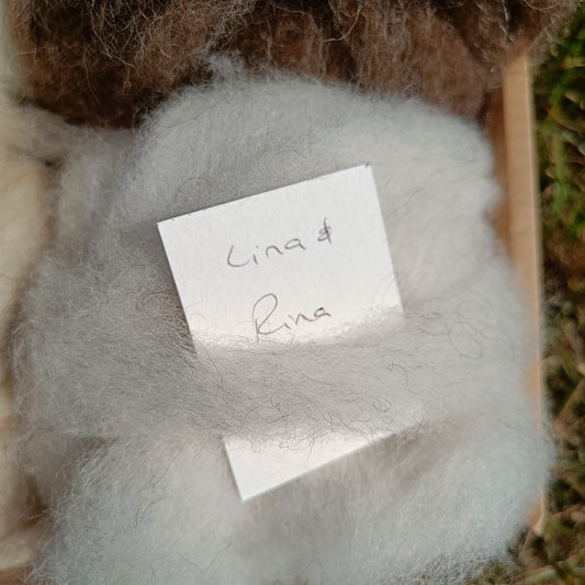 Icelandic Shetland Sliver from Lena and Rina
