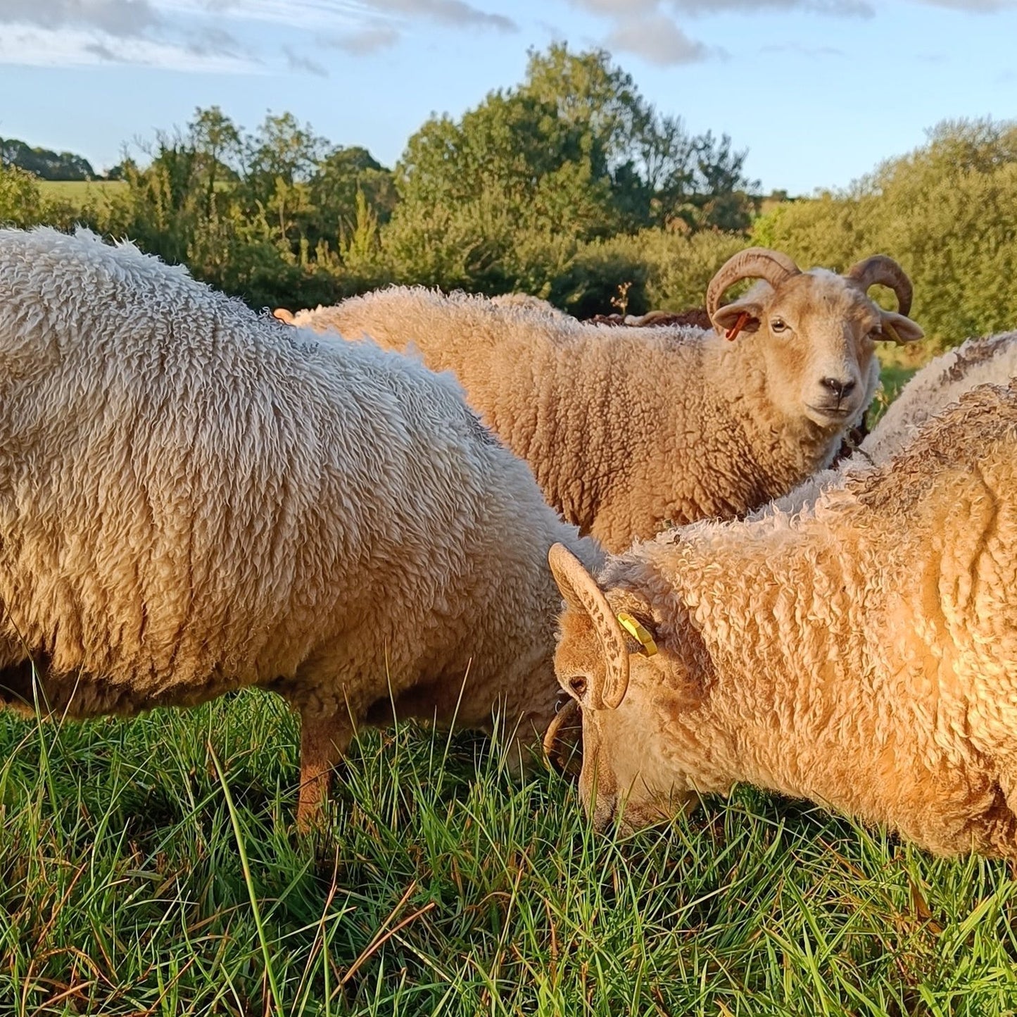 Elder. Raw Portland ram's fleece