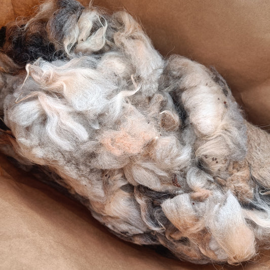 Pure Icelandic fleece from Black Kat