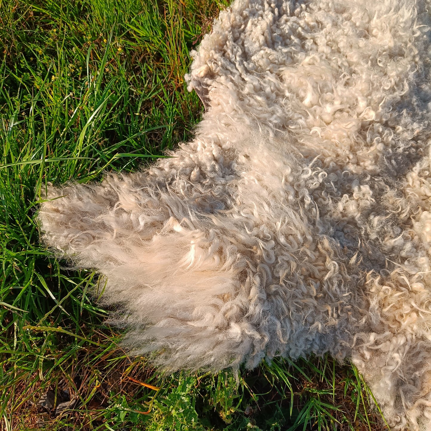 Large Icelandic Cross Sheepskin Rug