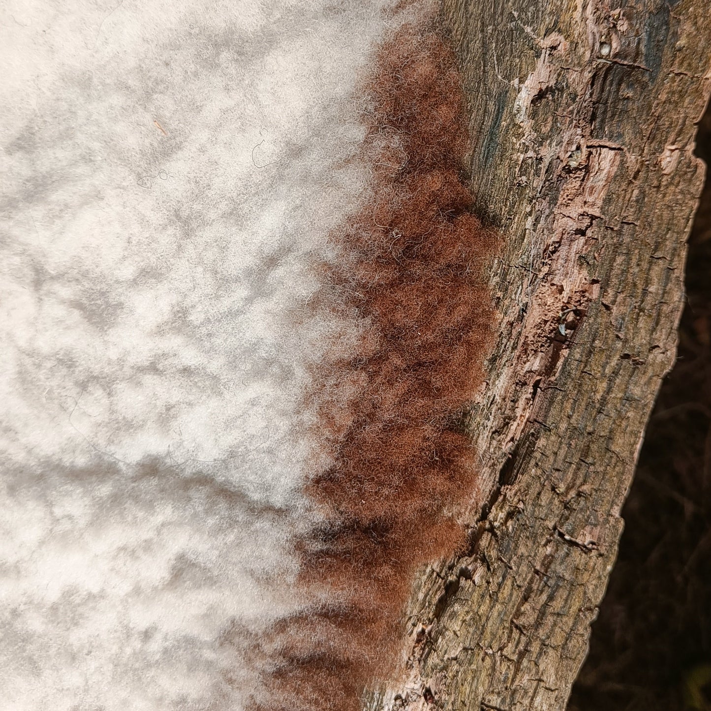 A close-up of a naturally tanned sheepskin rug with white and chestnut brown highlights, on an oak table