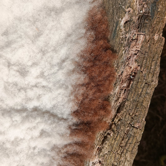 A close-up of a naturally tanned sheepskin rug with white and chestnut brown highlights, on an oak table