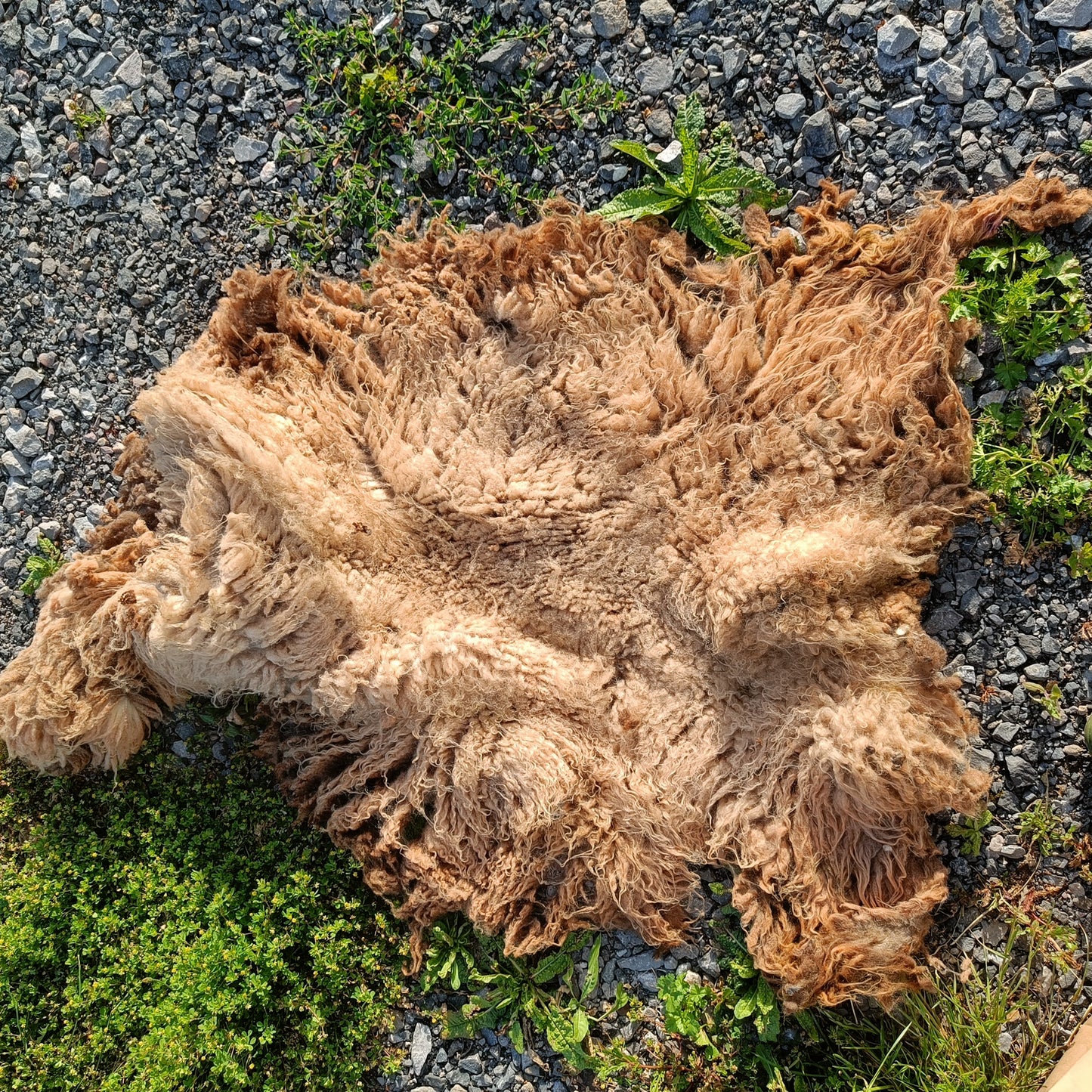 Bonnie. Very slightly felted Icelandic Shetland fleece