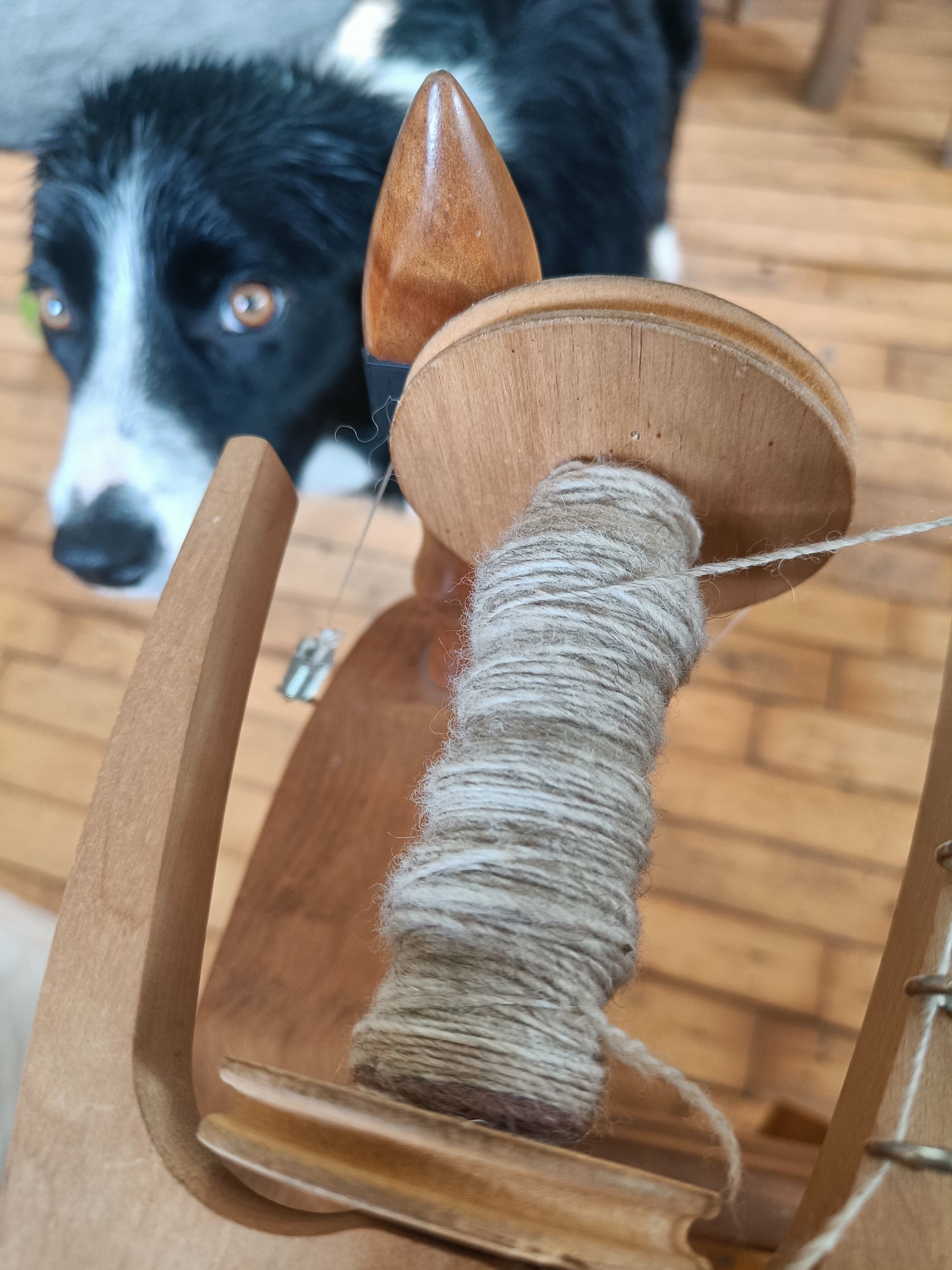 Shetland Icelandic Cross Lambs Wool - Light Oatmeal Sliver.