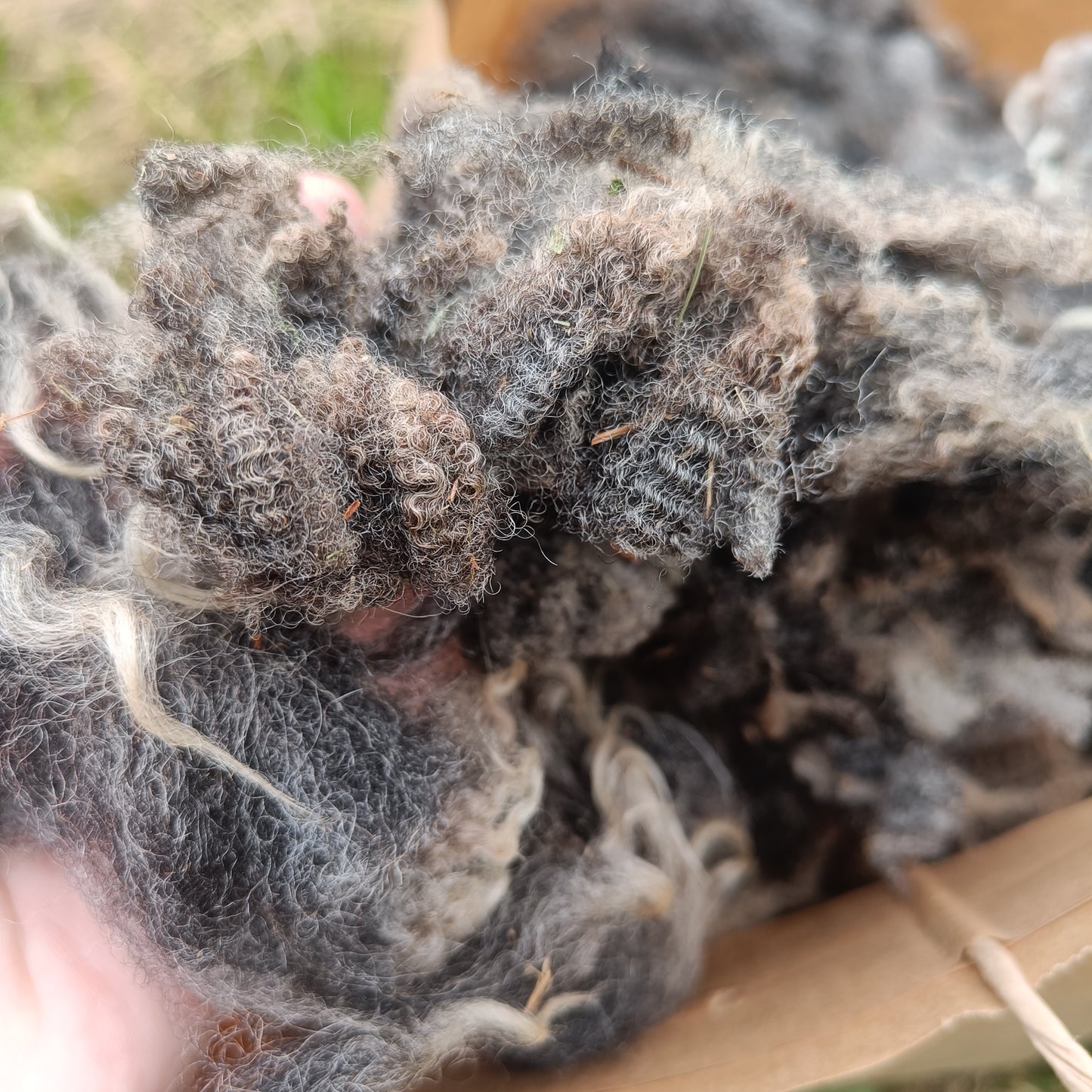 Bouncy Shetland Icelandic fleece